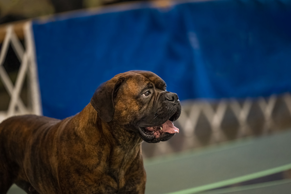 Brindle Basics Who Knew Stripes Could Be So Complicated? Modern Molosser